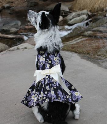 designer dog dresses Designer Handmade Navy Blue Trailing Dog Party Dress