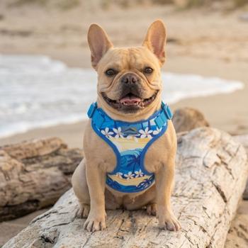 Wrap and Snap Choke Free Dog Harness by Doggie Design - Catching